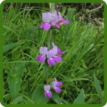 Easy to Grow Chinese Houses Flower Seeds