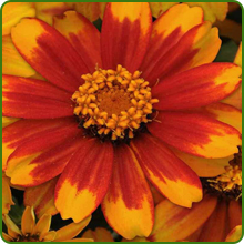 Unique Flower of Zinnia Zahara Red Sunburst Flower