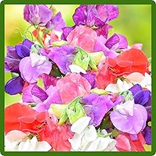 Fragrant Perennial Lathyrus Sweet Peas