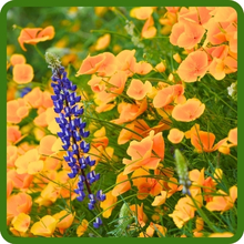 Long Lasting Blooms of Deer Proof Wildflower Seed