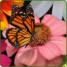 Pollinating Butterfly on Zinnia Zahara Flower Seed Mix