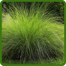 Love Grass Provides Wind & Erosion Control