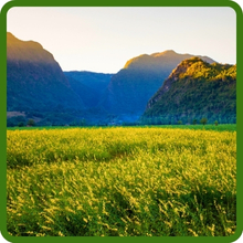 Sunn Hemp Seeds For Soil Iimprovement