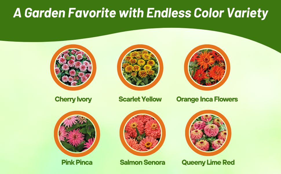 Varieties of Zinnia Elegans Flowers