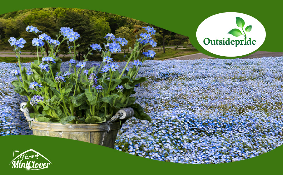 Myosotis Forget-Me-Not Wildflower Garden Planted From Flower Seeds