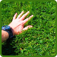 Full Sun & Partial Shade Turf Type Fesuce Grass Seed