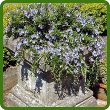 Rosemary Container Plant