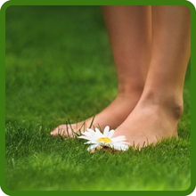 Soft Showtime Lawn Grass Seed Blend