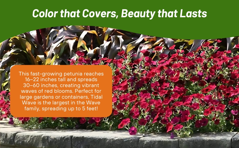 Flower Bed of Red Velour Wave Petunia Flowers