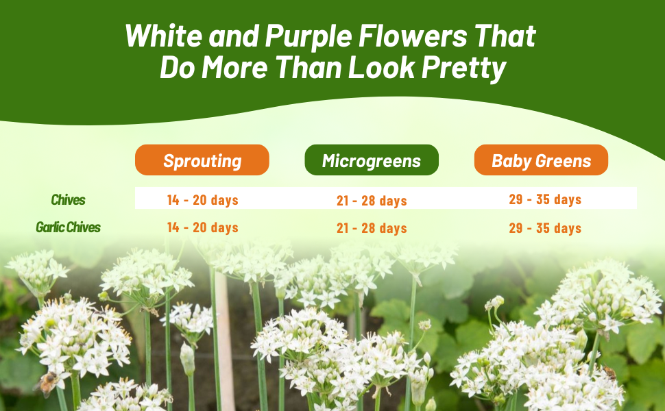 Chives For Microgreens.  Chart of Growing Times For Chives