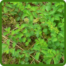 Salad Burnet Cucumber Flavored Leaves