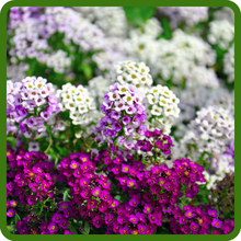 Drought Tolerant Candytuft Plants