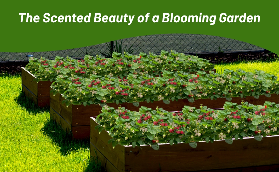 Raised Bed Strawberry Plants