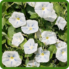 Large Blooms of Ipomoea Tricolor Morning Glory