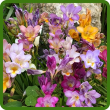 Fragrant Freesia Flower Seed Mixture