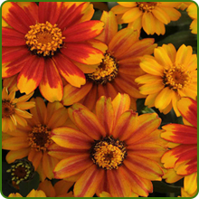 Zinnia Zahara Red Sunburst Cut Flowers