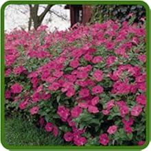 Tidal Wave Petunia Flower Bed