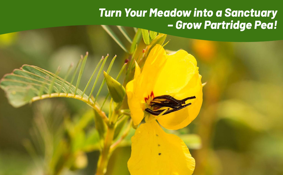 High Quality Forage Wildlife Feed Partridge Peas