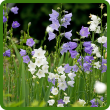 Perennial Peach-leaved Bellflower Flowers in Garden
