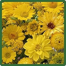 Vibrant Yellow Flowers