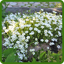 Arenaria Compact, Low Growing Ground Cover Plants