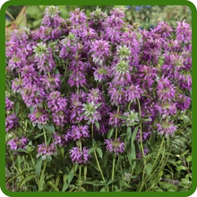 Lemon-Scented Foliage of Bee Balm