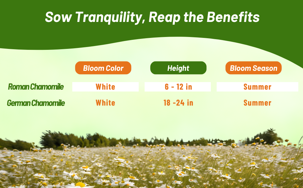 Bloom Season, Color, & Height Chart of Roman & German Chamomile