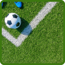 Wear Tolerant Royal TXD Bermuda Grass Seed For Sports Fields