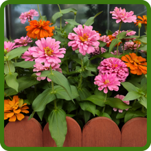 Flower Bed of Zinnia Elegans Flower Seed Mixtures