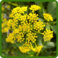 Self-Seeding Perennial Zizia Golden Alexander
