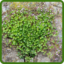 Cascading Spreading Kenilworth Ivy