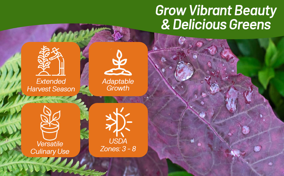 Atriplex Red Orach Versatile Culinary Use
