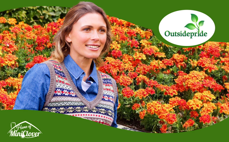 Tagetes Patula French Marigold Compact Landscaping