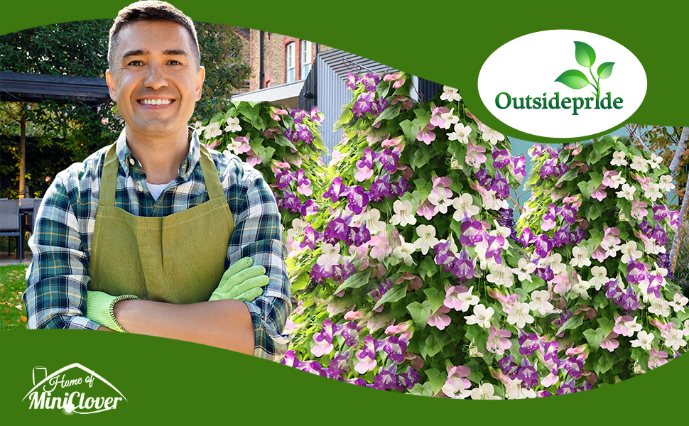 Asarina Scandens Climbing Snapdragon Flower Garden