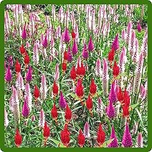 Flower Garden of Celosia Plants