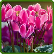 Cyclamen Attracts Pollinators