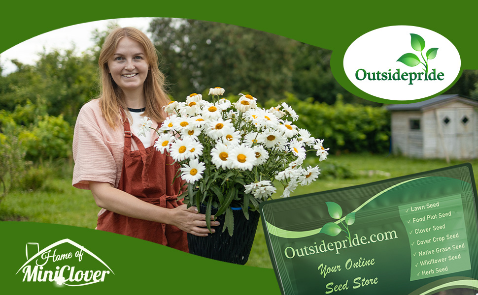 Chrysanthemum Leucanthemum Ox-Eye Daisy