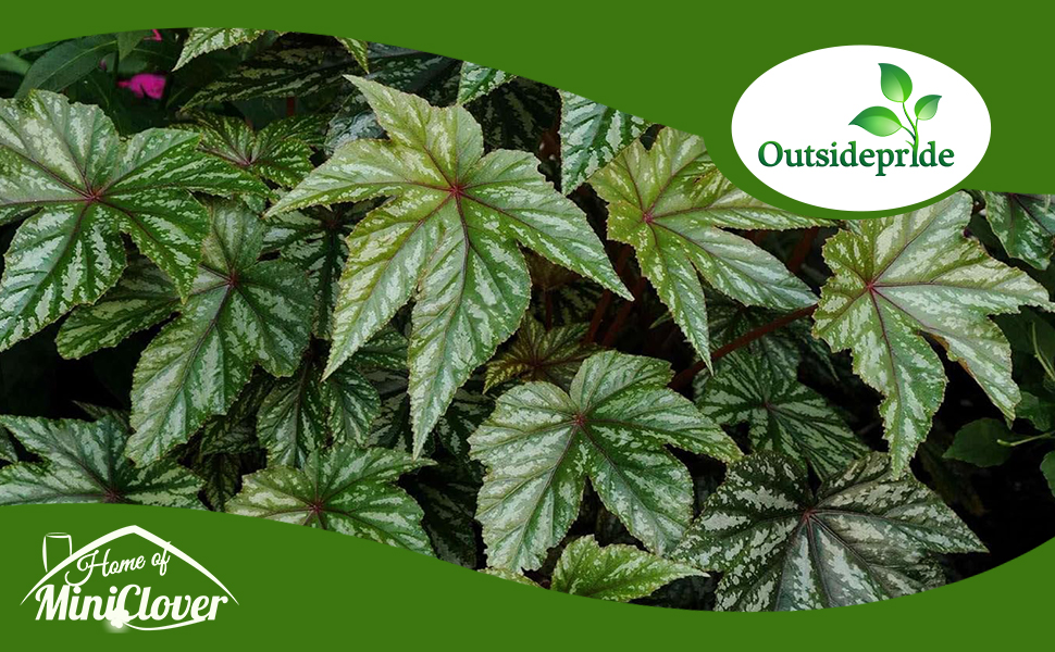 Gryphon Begonia Foliage Plant