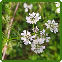 Flowering Cilantro Plants With Delicate White Flowers