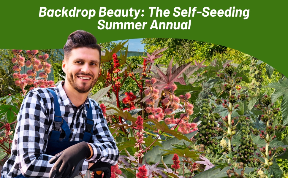 Castor Bean Foliage Plants Used For Landscaping, Beds, and Borders