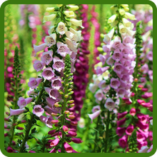 Foxglove Foxy Pink, Purple, White Flower Blooms
