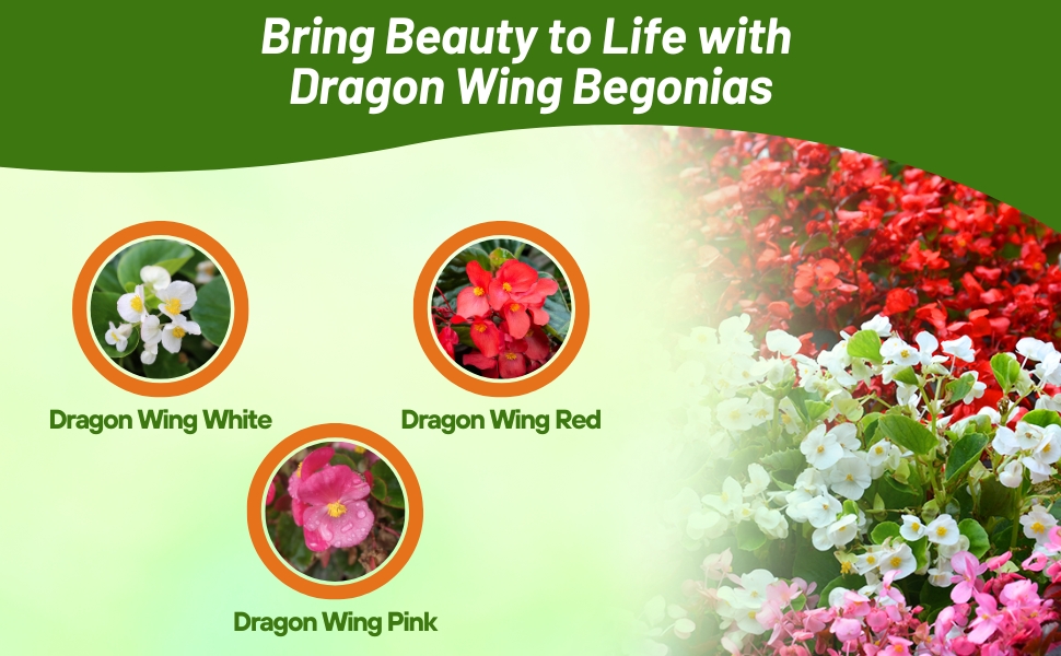 Dragon Wing Begonia White, Red, & Pink Varieties