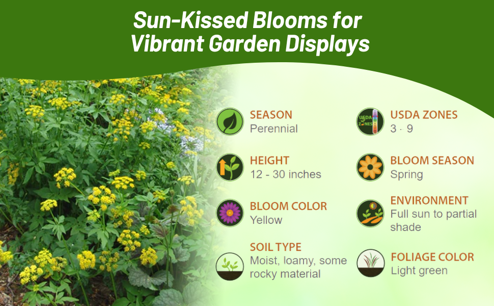 Perennial Golden Alexander Full Sun to Partial Shade