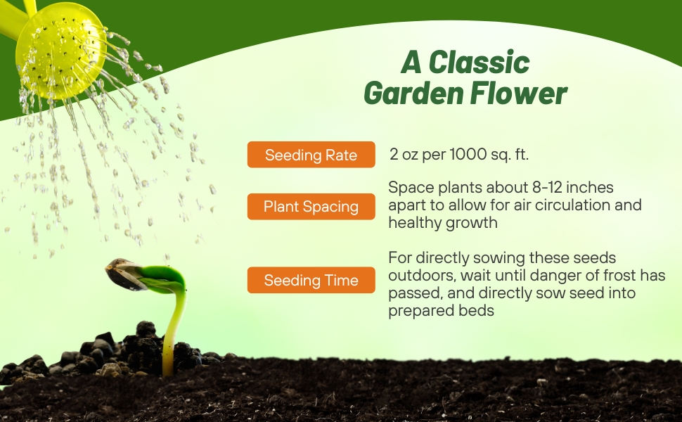 Planting Directions For Dianthus Sweet William Flower Seeds