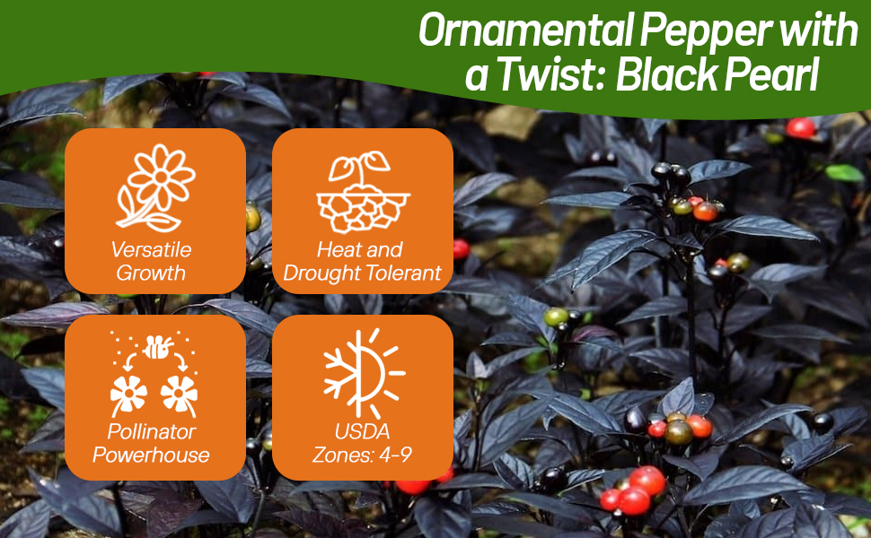 Heat & Drought Tolerant Black Pearl Ornamental Pepper