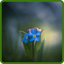 Self Seeding Blue Chinese Forget Me Not Flowers