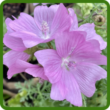Charming Rose-Pink Blooms