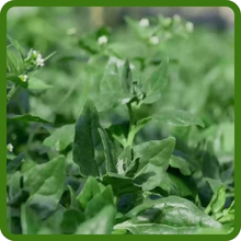 Fast Growing New Zealand Spinach