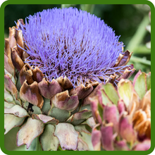 Perennial Artichoke Flowering