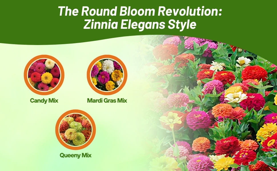 Candy, Mardi Gras, & Queeny Mix Zinnia Elegans Double Ball Flowers